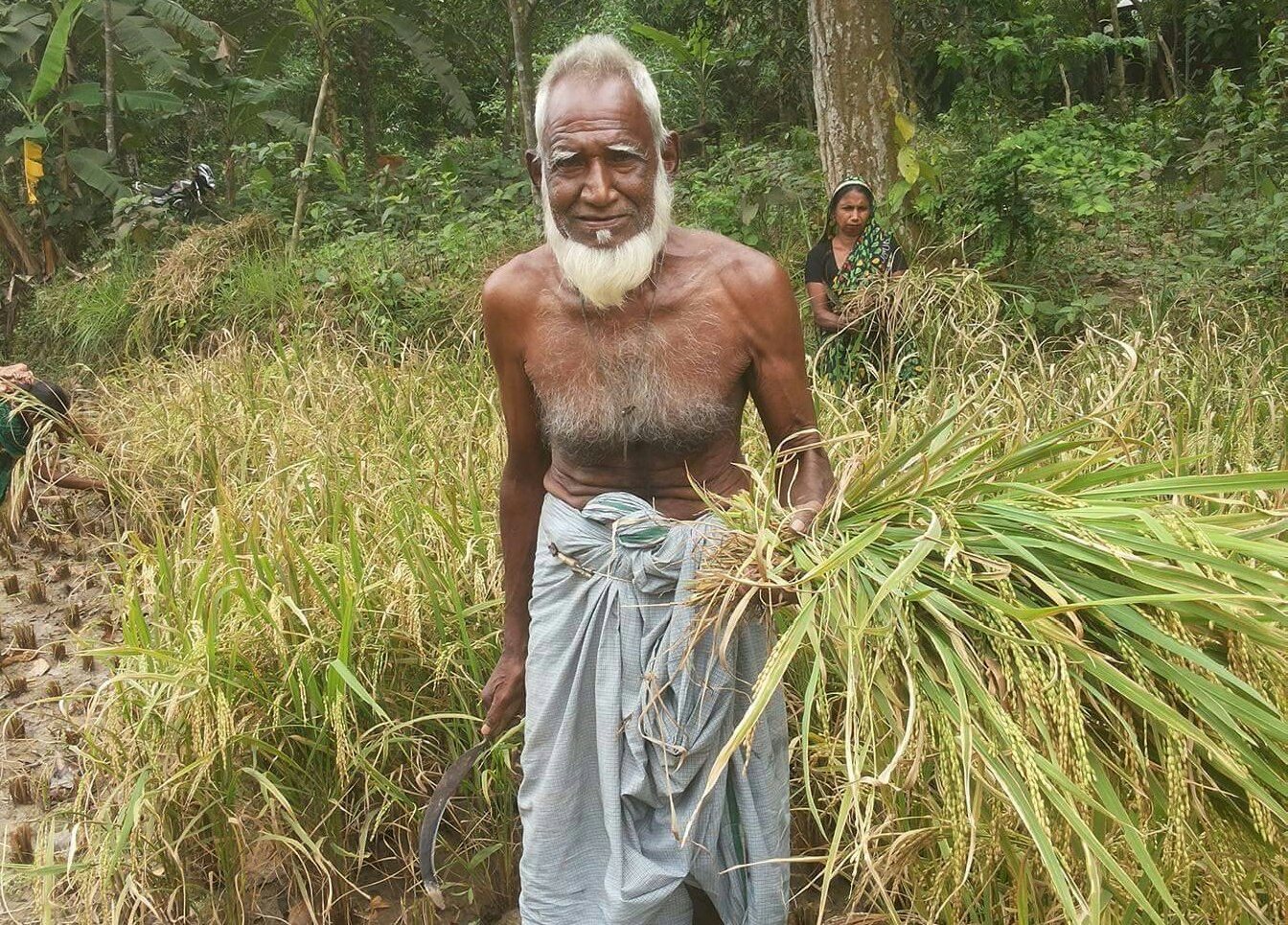 শ্রীপুরে দিন মজুর সংকটে ঘুম নেই কৃষকের দু”চোখে